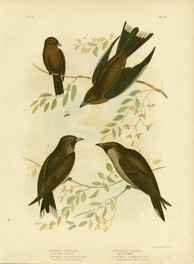 Petite hirondelle des bois, 1891 - Gracius Broinowski